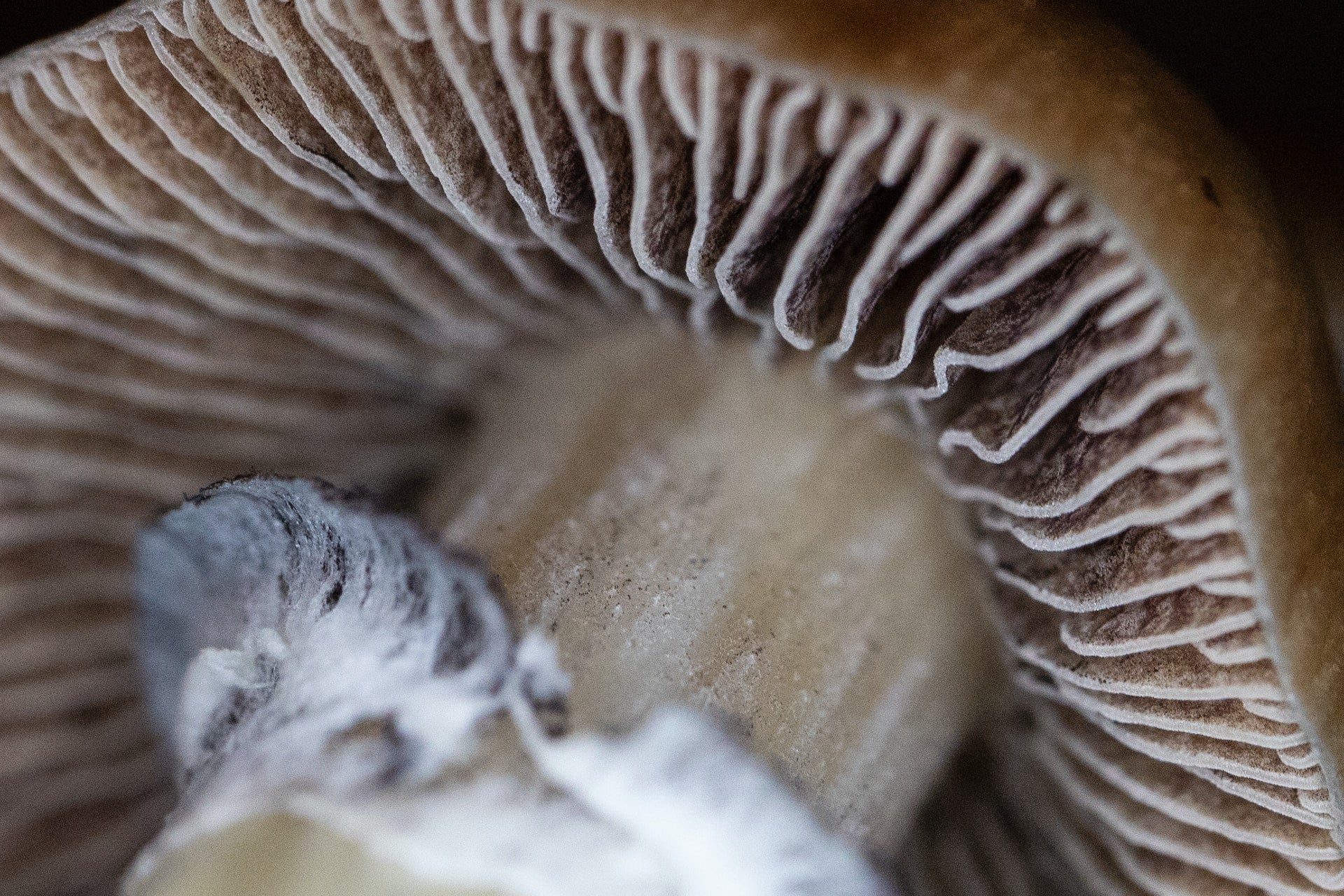 The Mushroom Lifecycle: Explained