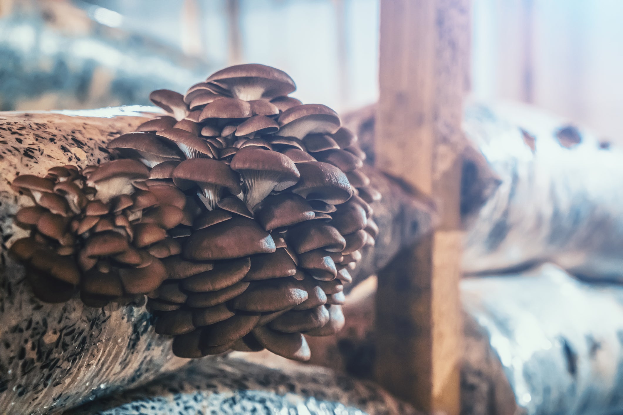 Why You Should Start Growing Mushrooms Now