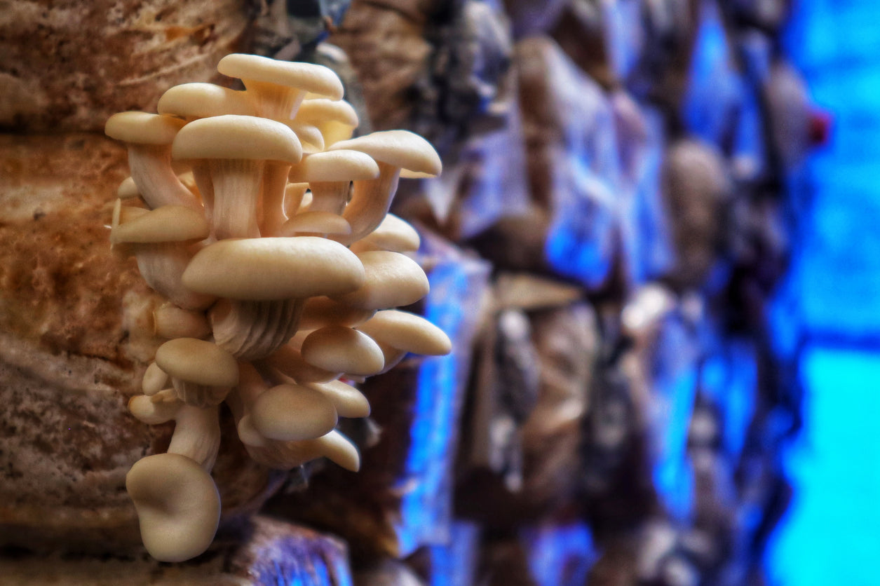 Is Mushroom Farming Easy or Not?
