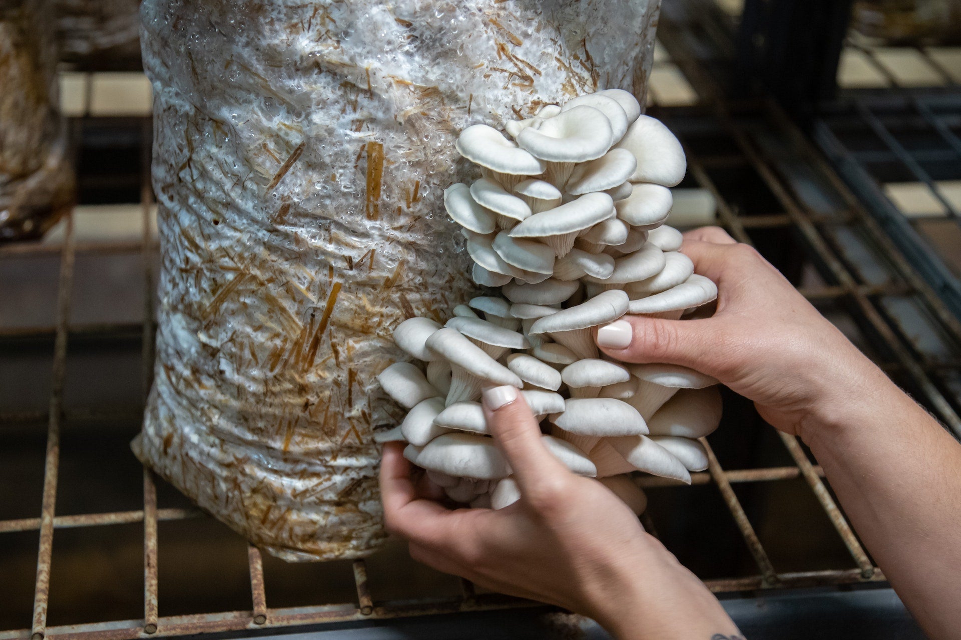 3 Keys to Successful Mushroom Cultivation