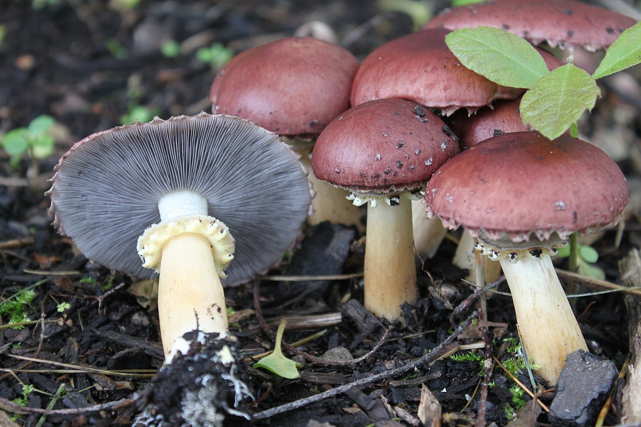 Wine Cap Mushroom: King Stropharia aka Garden Giant, Facts & Recipes