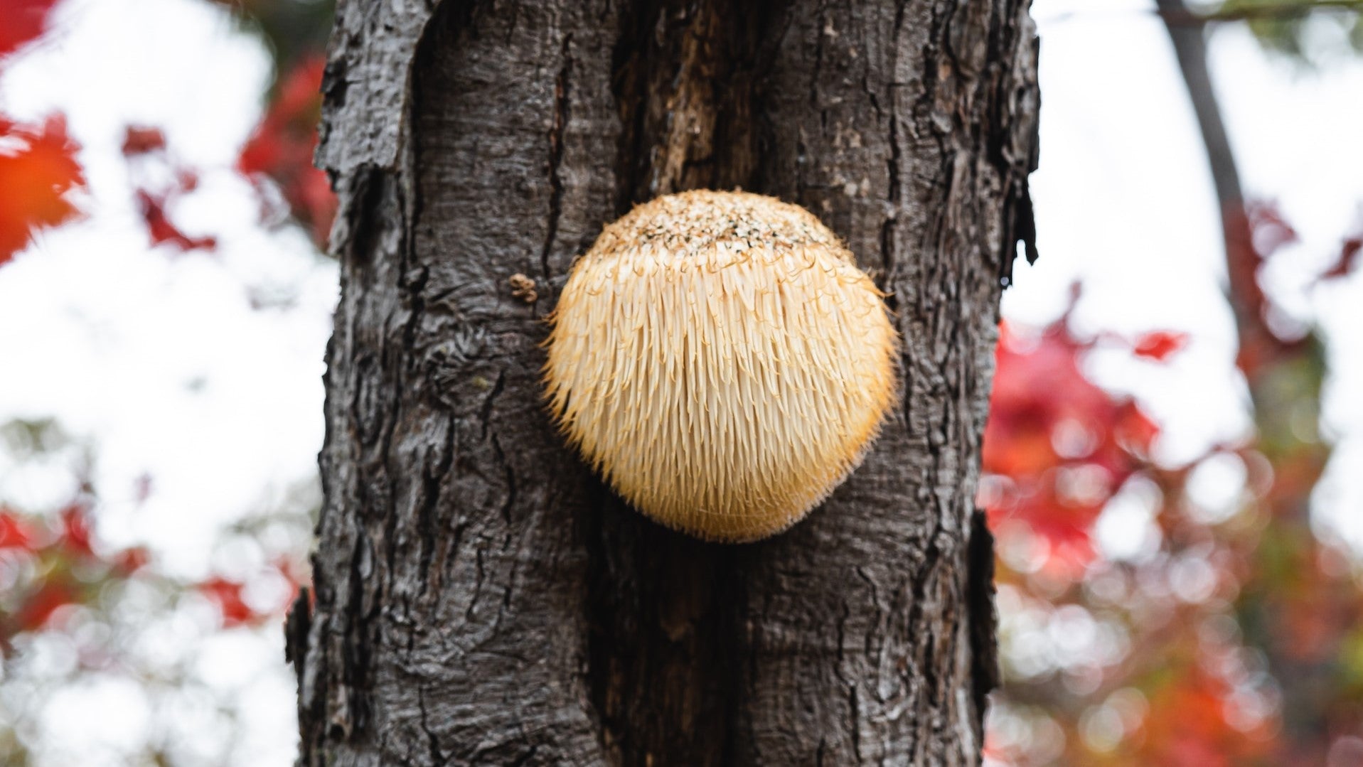 Learn About Lion's Mane Mushrooms
