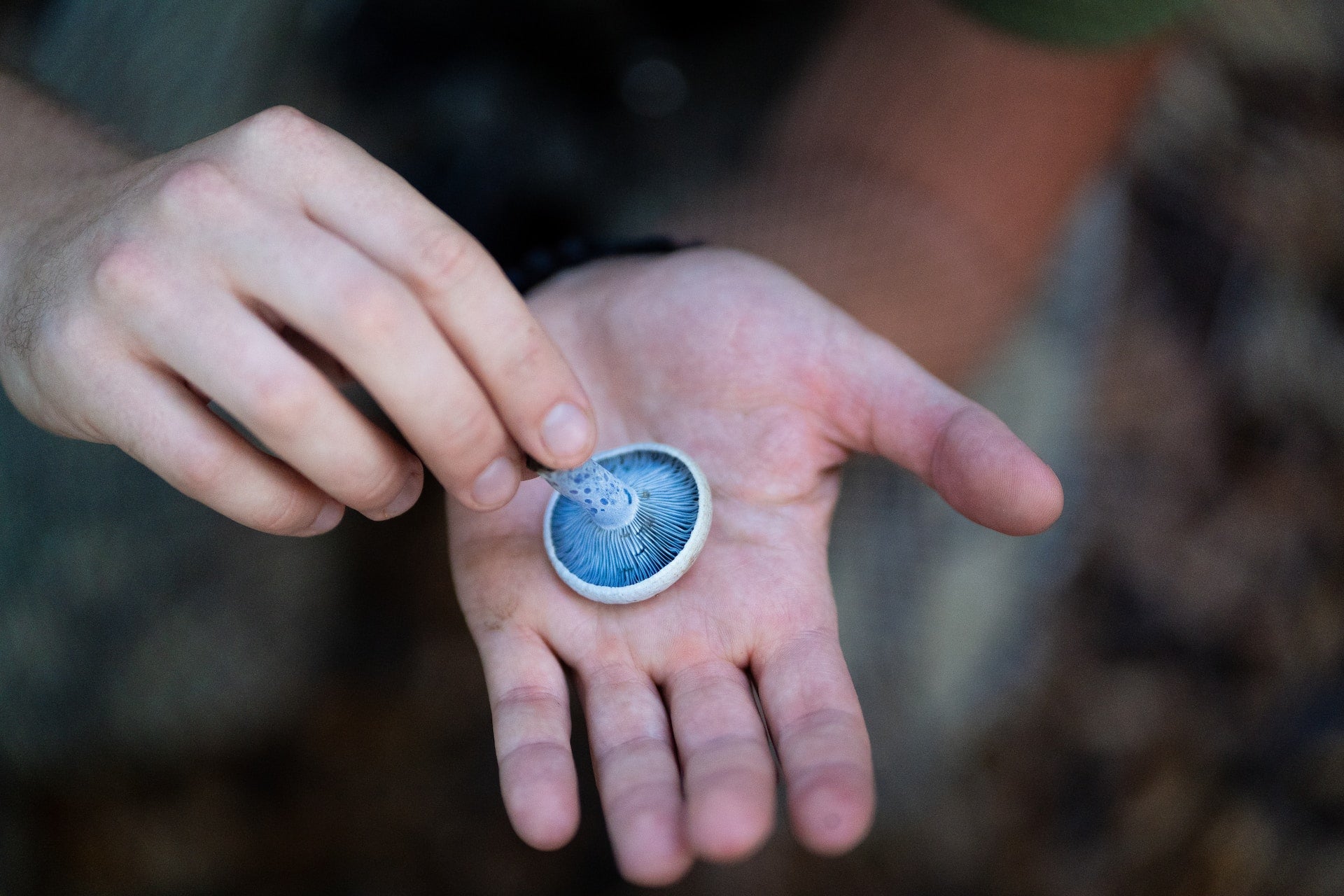 Top 5 Career Paths in Mycology