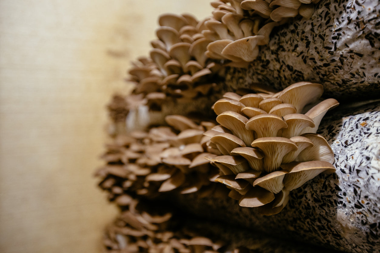 Mushroom Substrate: Tree Bark and Manure Mix