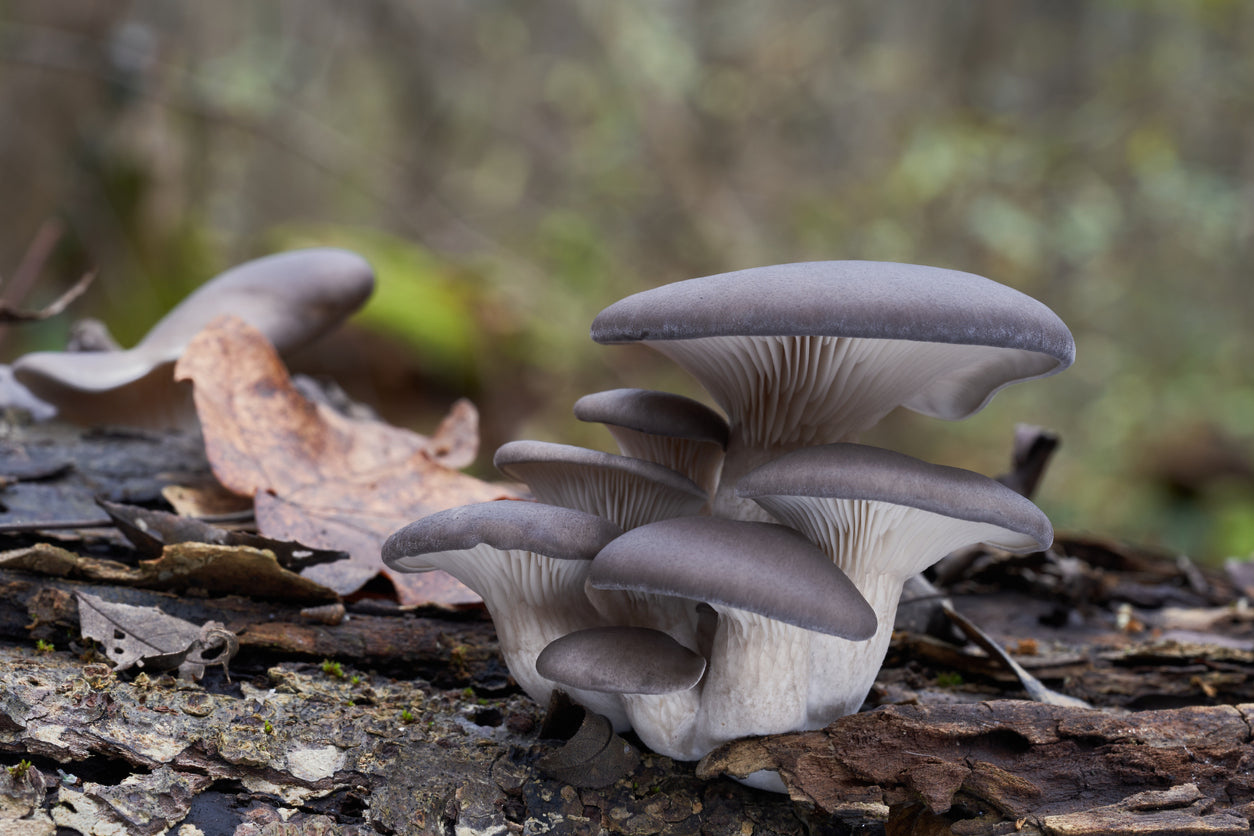 blue oyster mushrooms growing on a log