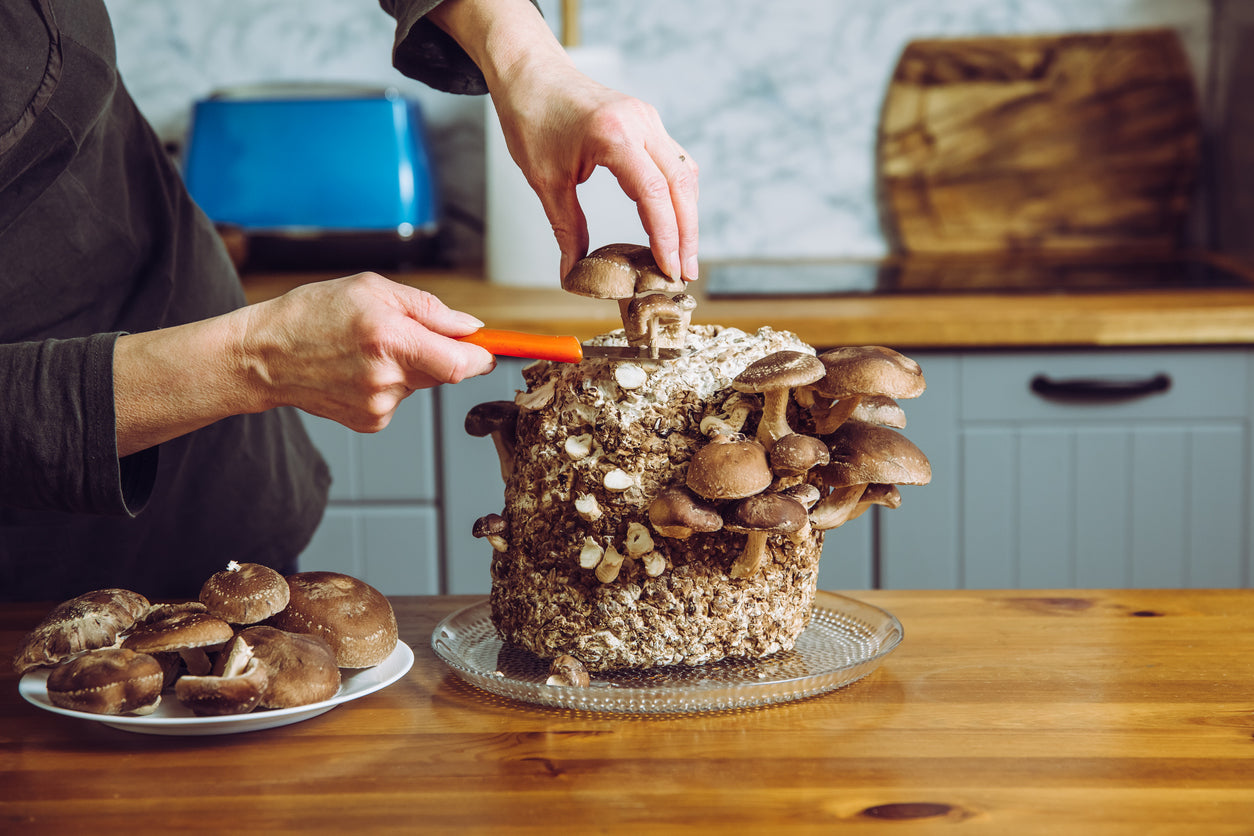Mushroom Growing 101: Tips For Beginners – MycoHaus