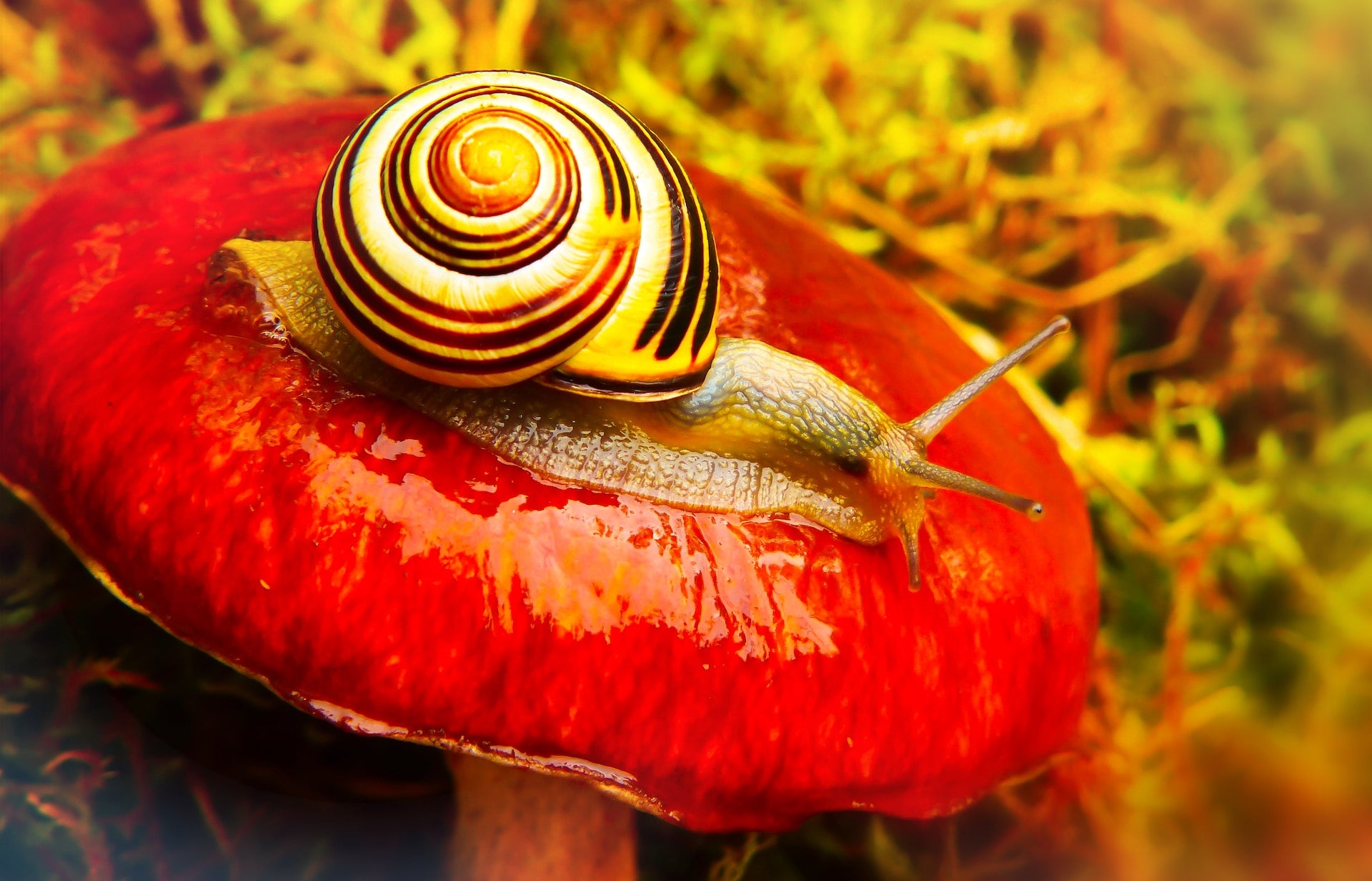 How to Deal with Common Pests in Mushroom Cultivation