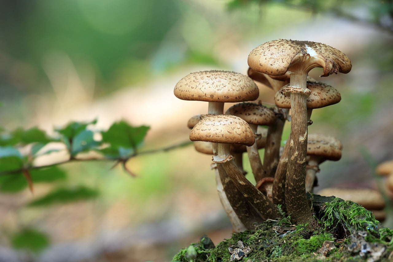 How Mushrooms Benefit the Environment