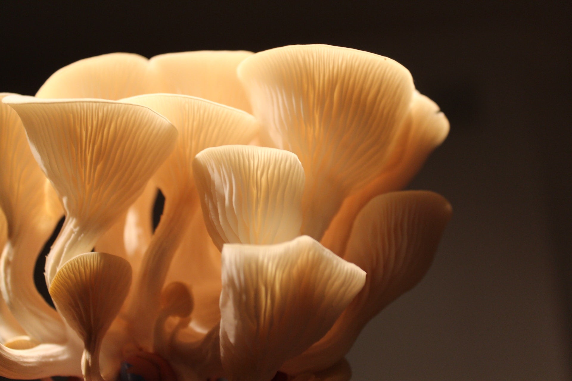 oyster mushrooms are one of the easiest mushrooms to grow