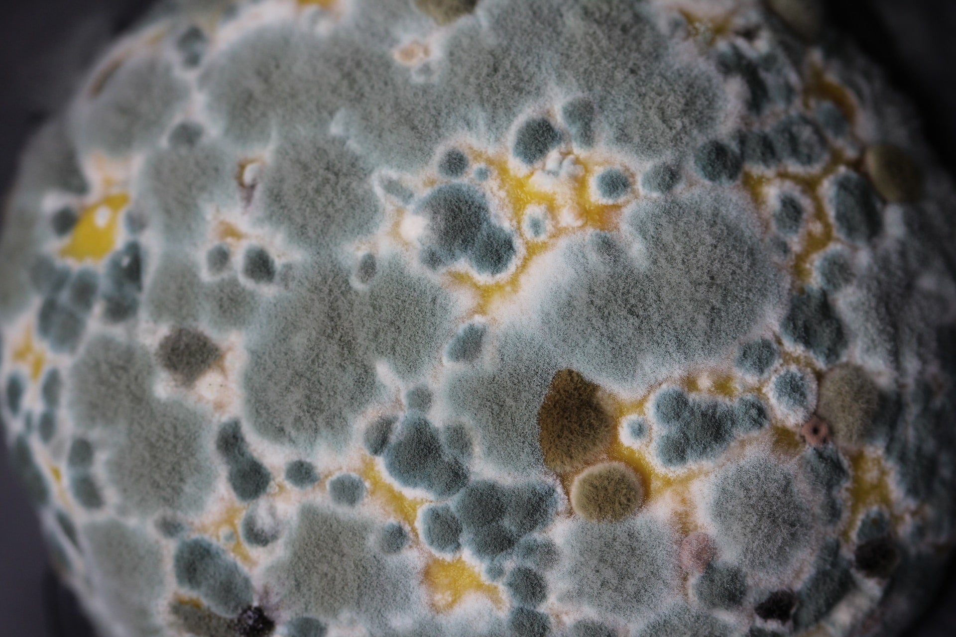 Contamination in Mushroom Cultivation