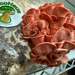 Pink Oyster Mushroom grown on a MycoHaus All in One Kit