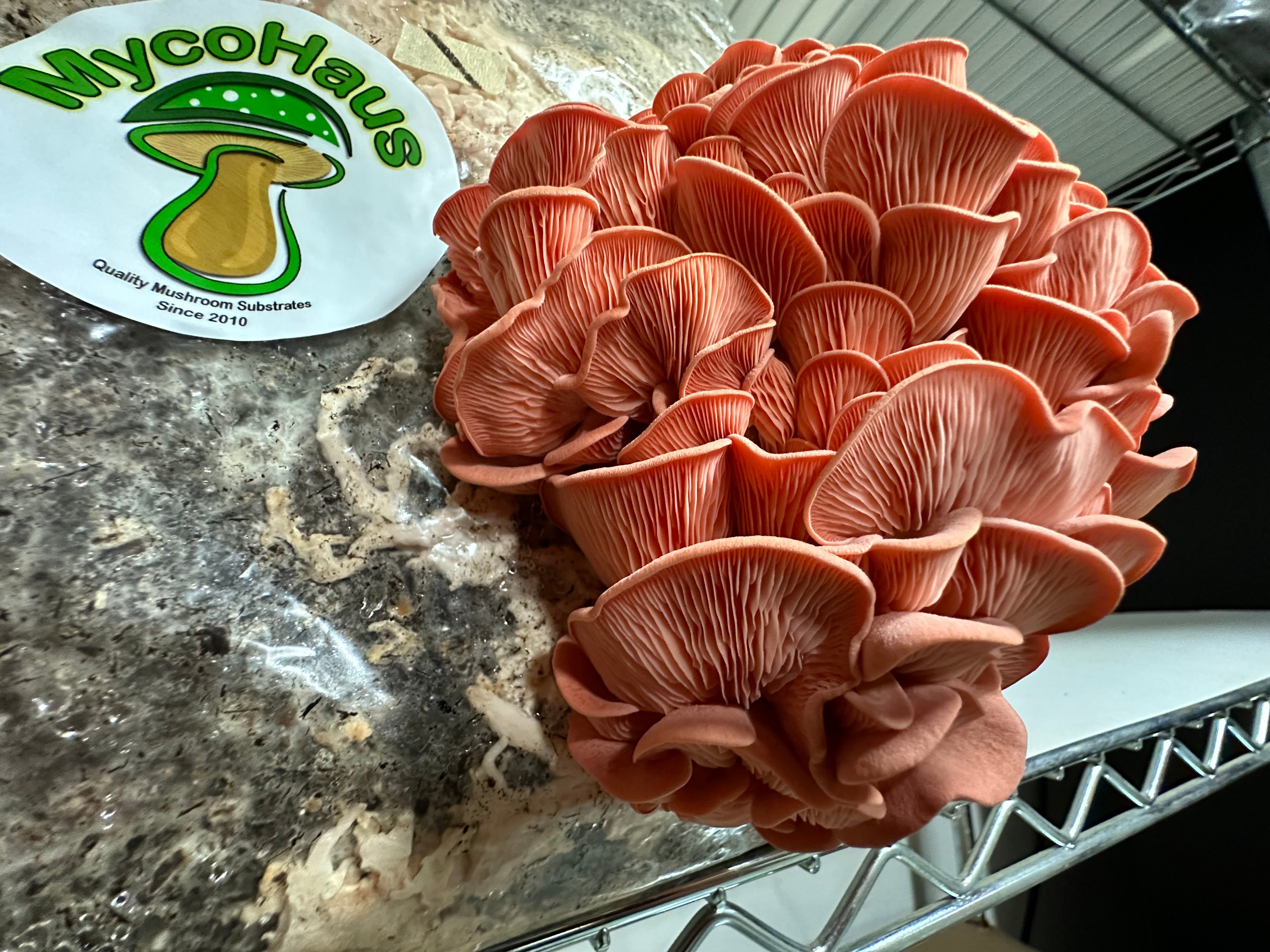Pink Oyster Mushroom grown on a MycoHaus All in One Kit