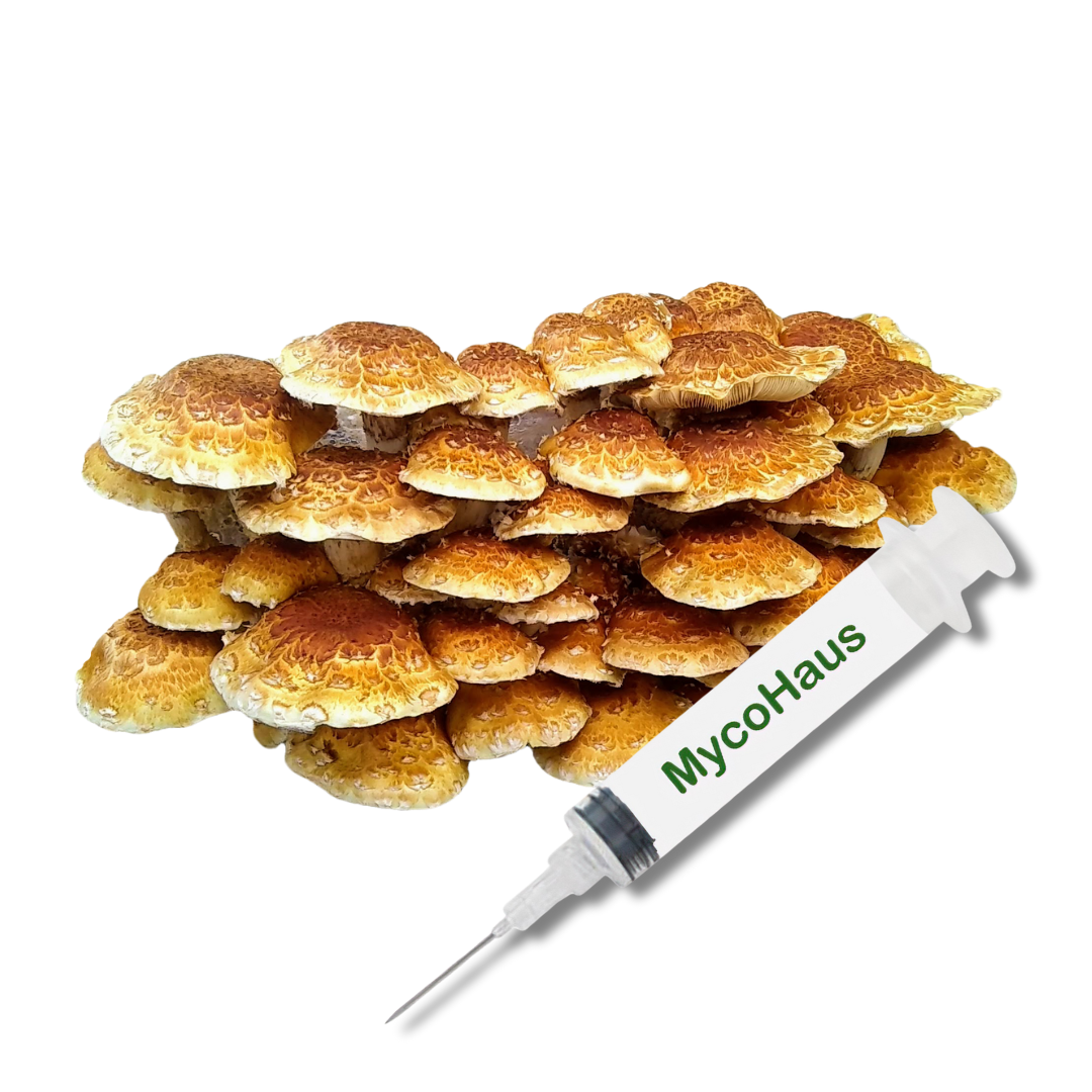 Chestnut Mushroom Liquid Culture Syringe