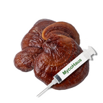 Reishi Liquid Culture Syringe