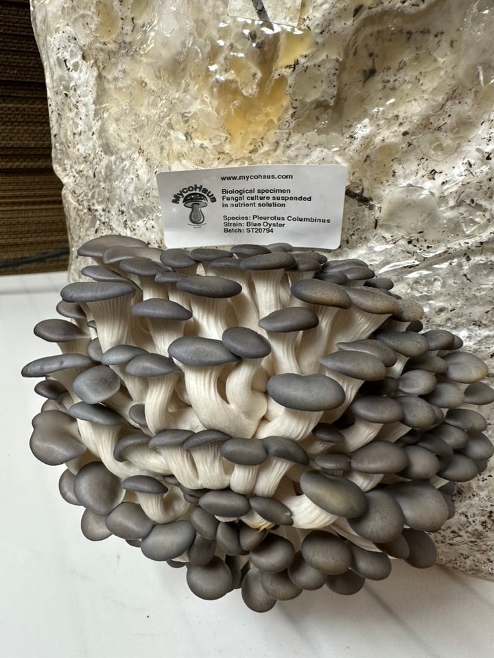 Official site image from MycoHaus showing listed products or brand materials.