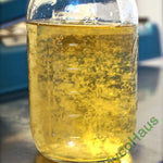 A mason jar full of live liquid culture with a amber color. 