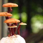 Ganoderma Lucidum known as the Reishi Mushroom