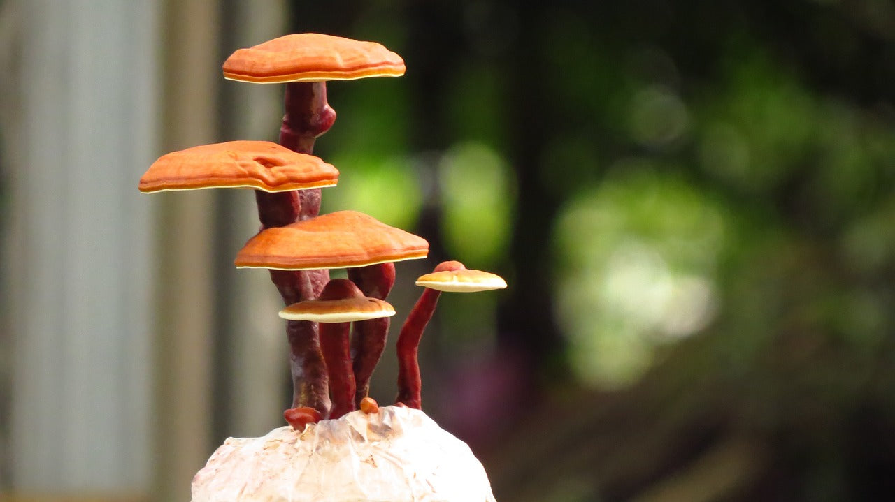 Ganoderma Lucidum known as the Reishi Mushroom