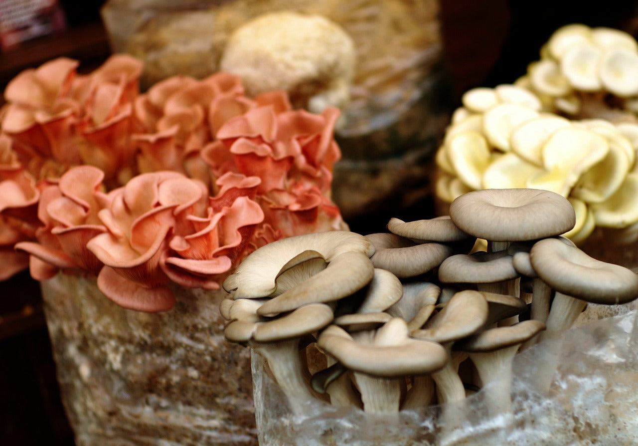 Mushrooms growing out of substrate bags