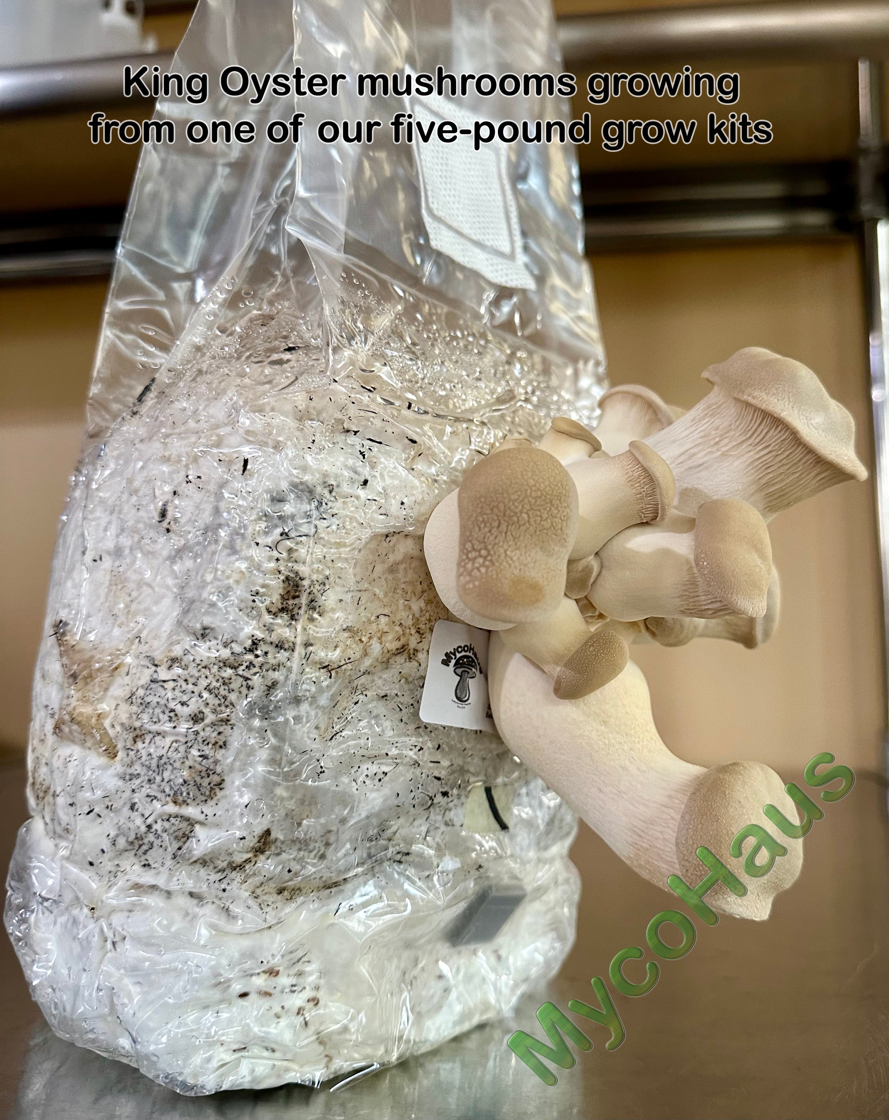 The Mushroom Grow Bag